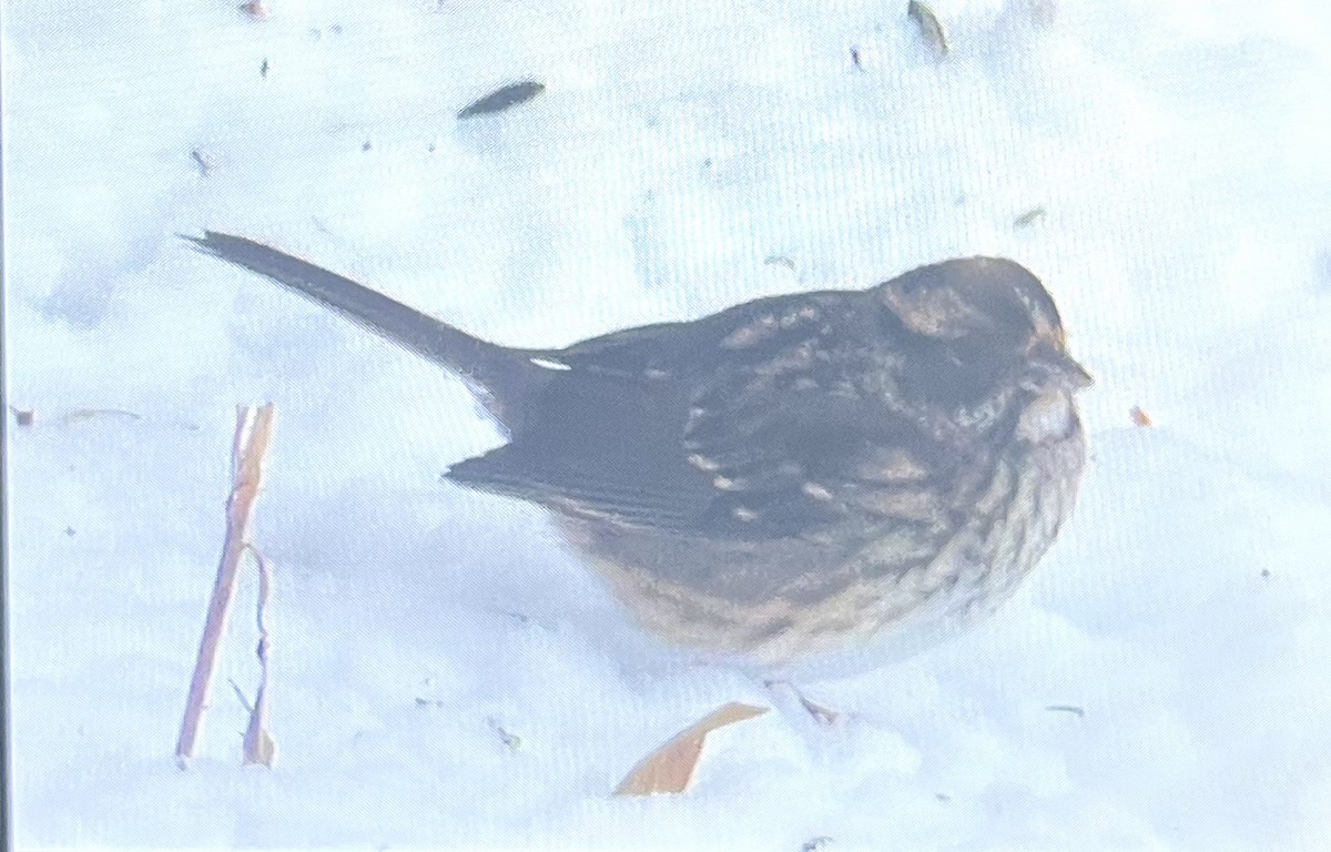 White-throated Sparrow - ML646208287