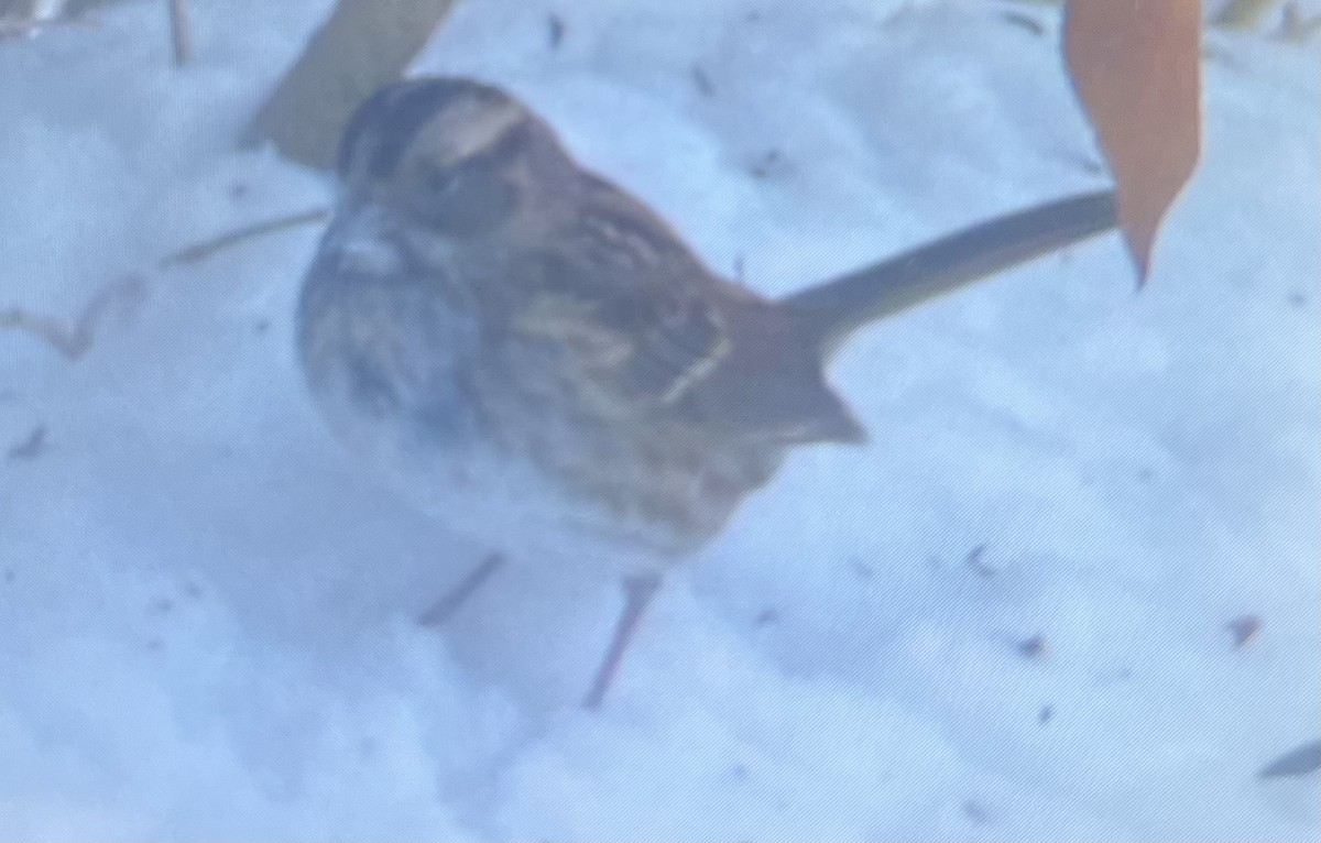 White-throated Sparrow - ML646208288