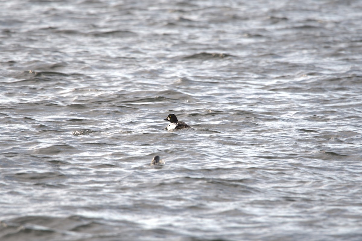 Common x Barrow's Goldeneye (hybrid) - ML646208289