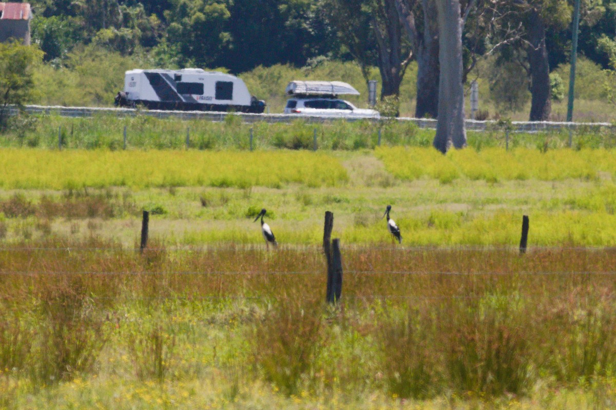 Black-necked Stork - ML646208290