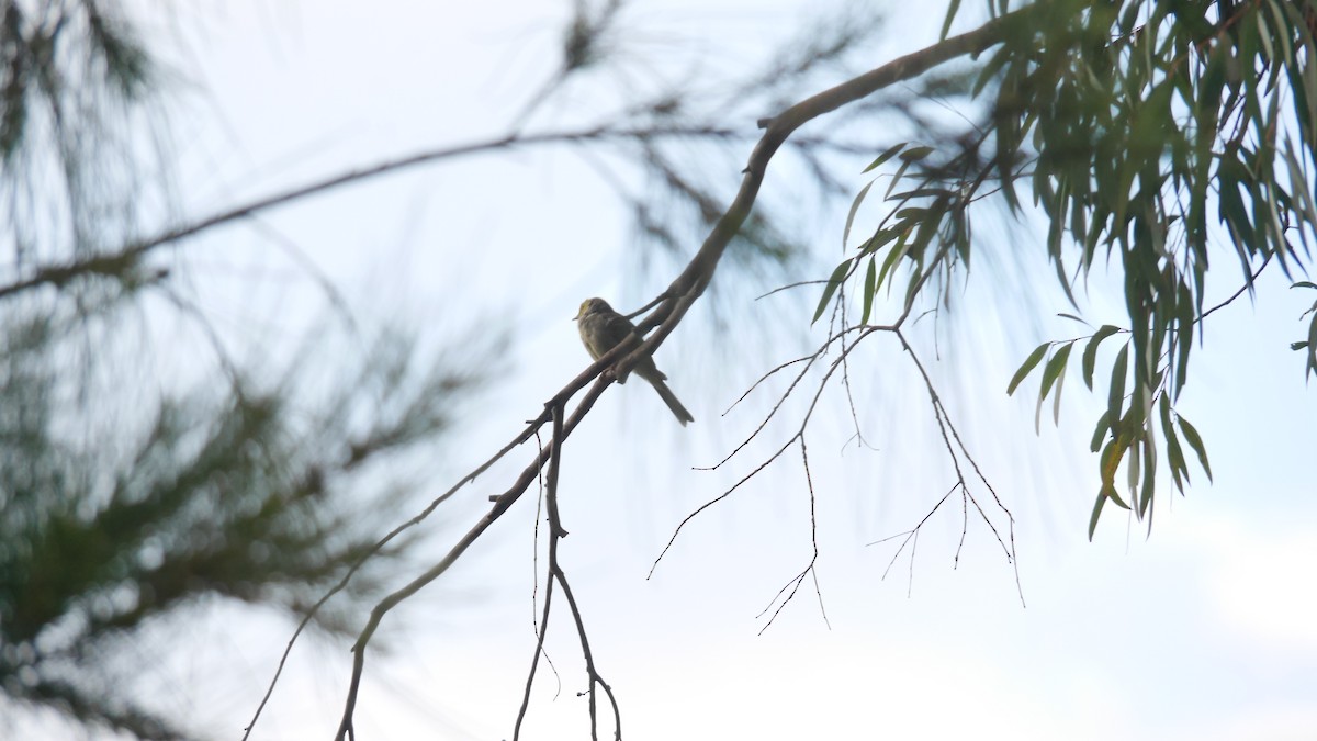 hvitsmykkehonningeter - ML646208295