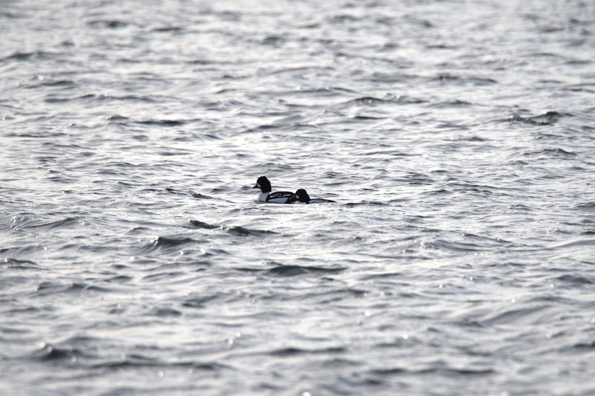 Common x Barrow's Goldeneye (hybrid) - ML646208296