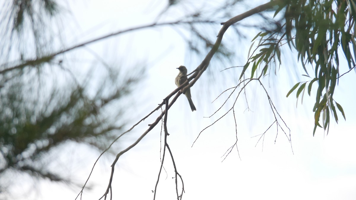 hvitsmykkehonningeter - ML646208297