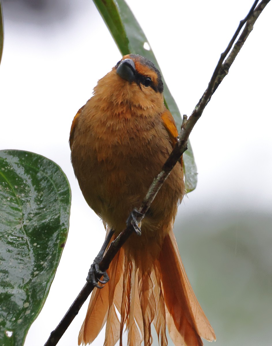 Brown Tanager - ML646208298