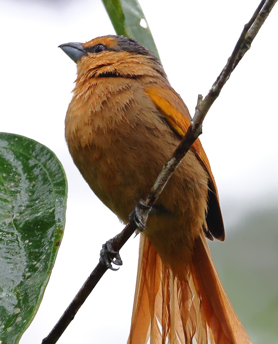 Brown Tanager - ML646208299