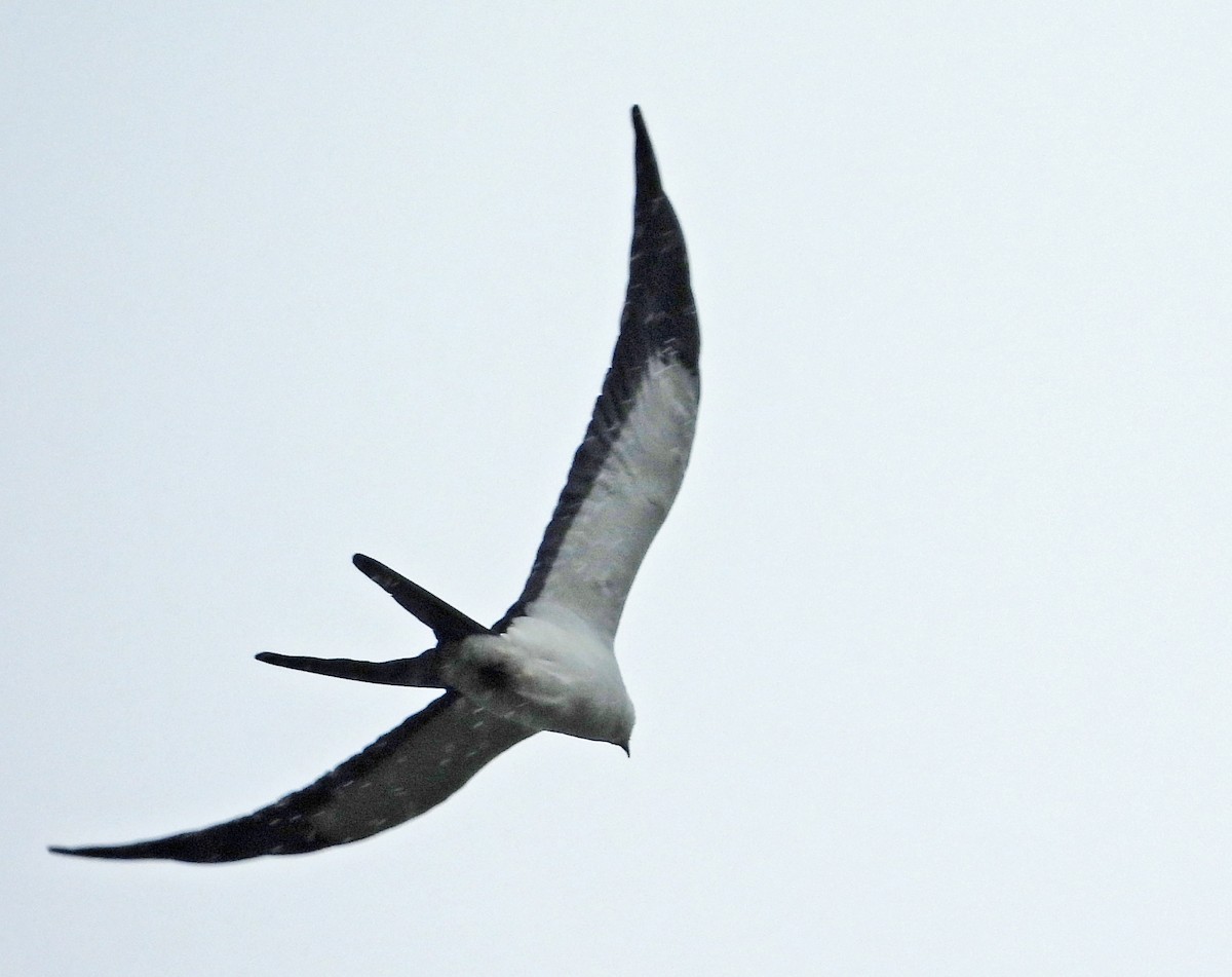 Swallow-tailed Kite - ML646208301