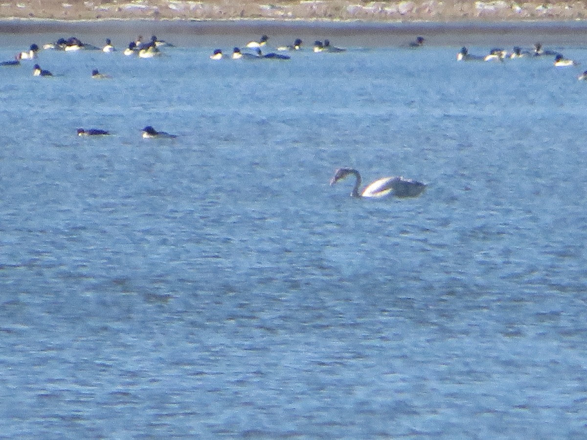 Tundra Swan - ML646208302