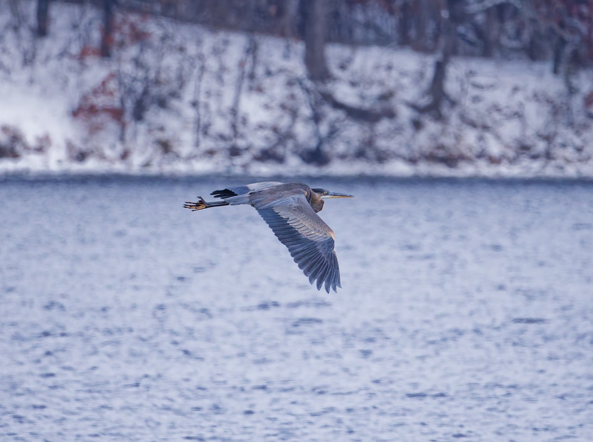 volavka velká - ML646208304