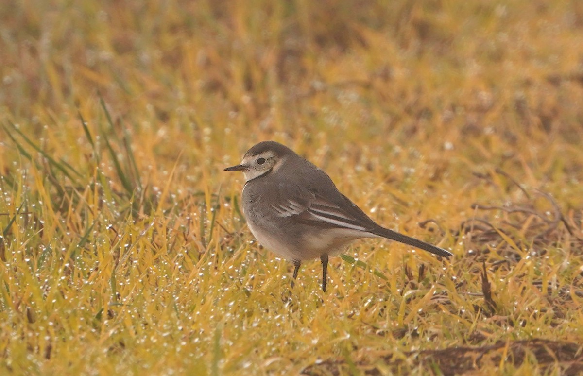 White Wagtail - ML646208306
