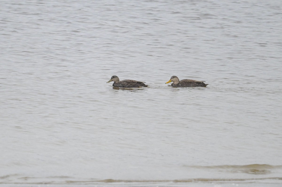 Ahate iluna - ML646208307