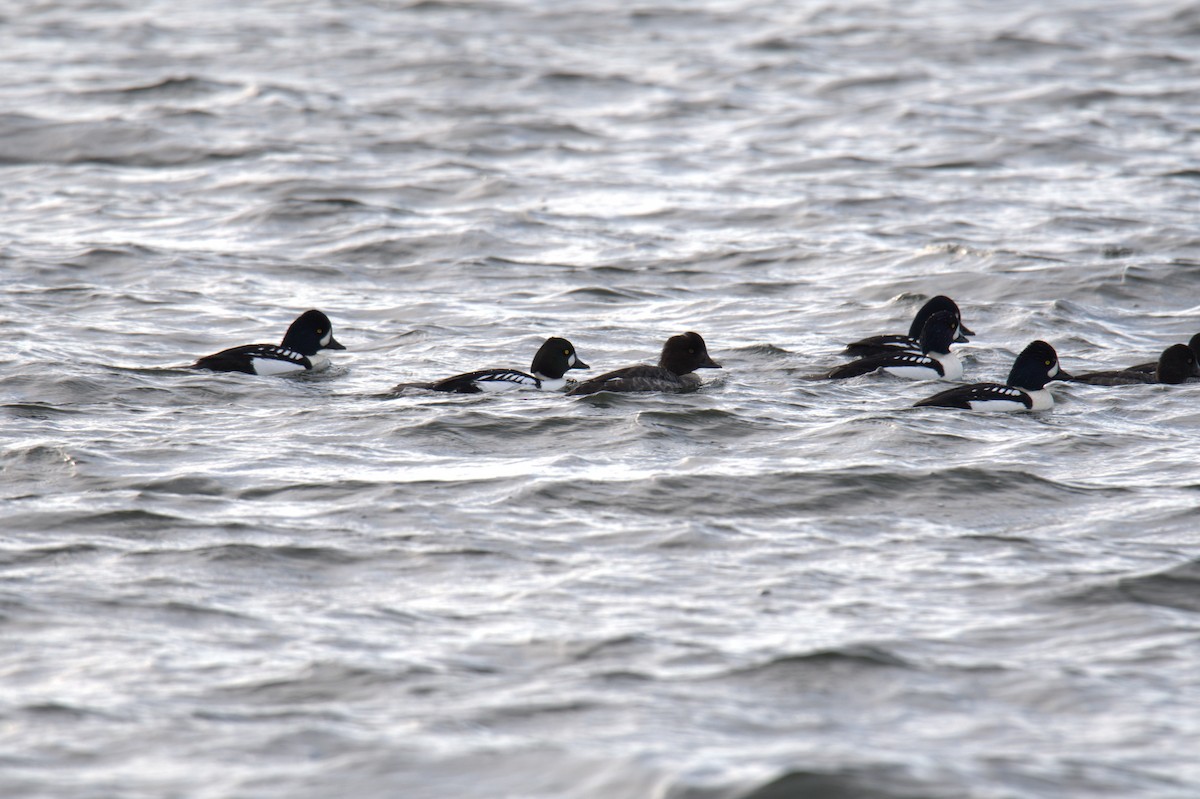 Common x Barrow's Goldeneye (hybrid) - ML646208313