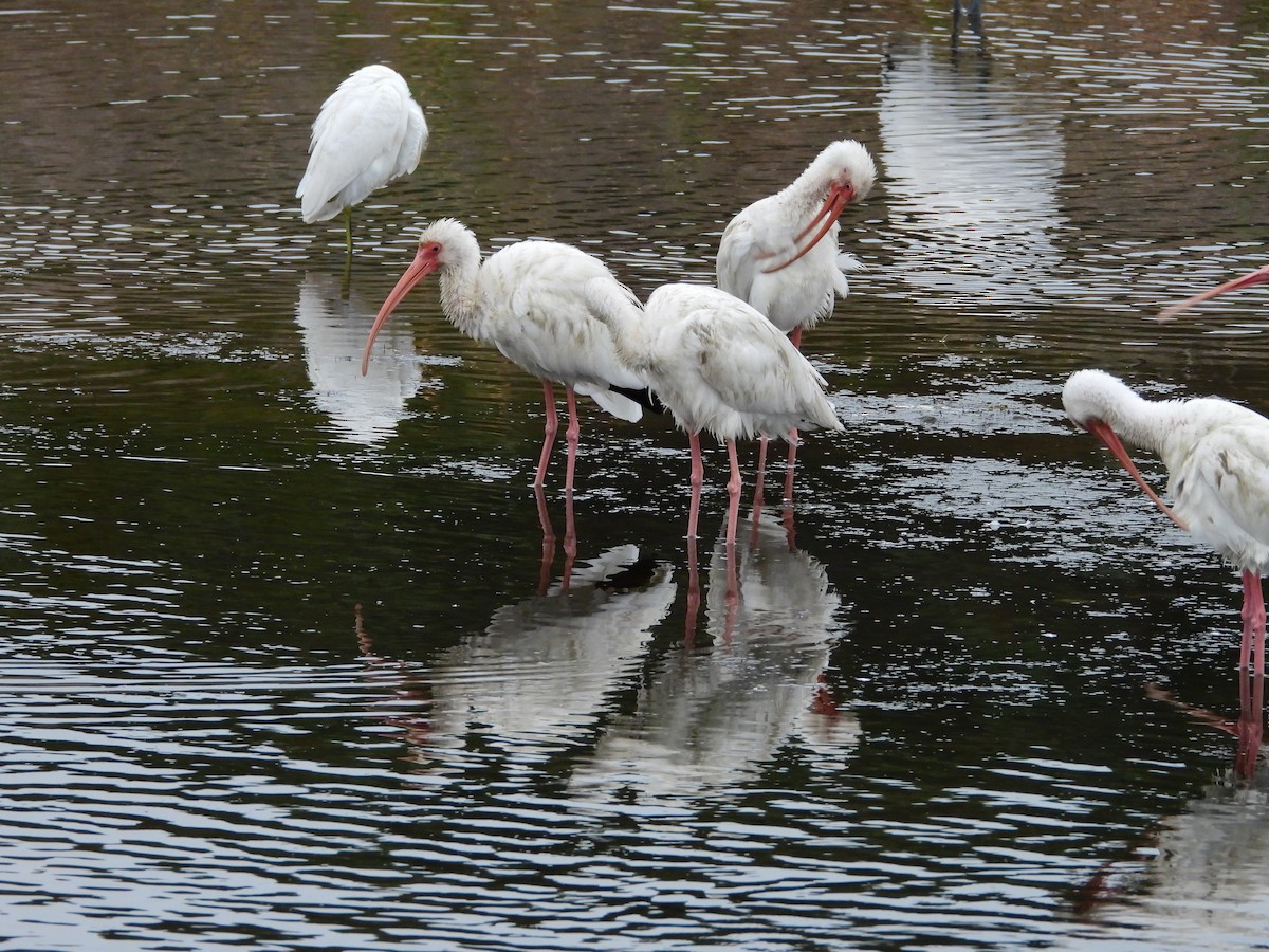 White Ibis - ML646208322