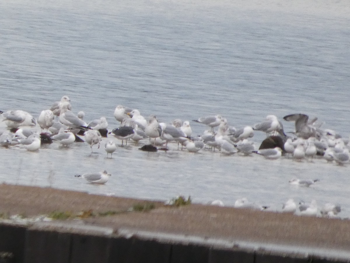 Kaio iluna - ML646208327