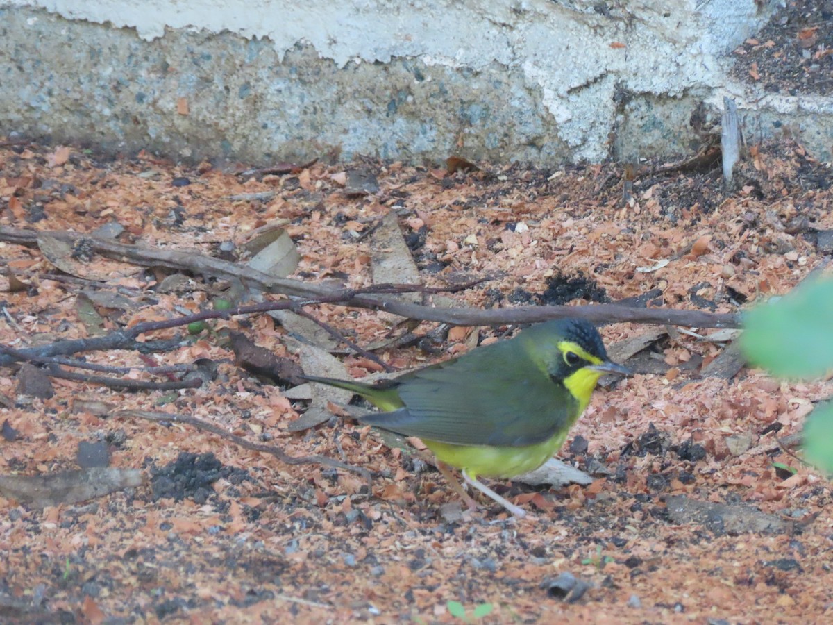 kentuckyparula - ML646208330