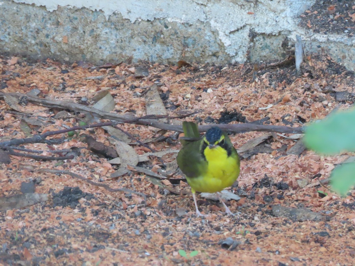 kentuckyparula - ML646208331