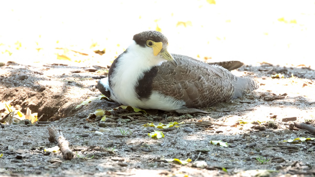Hegabera maskaraduna - ML646208332