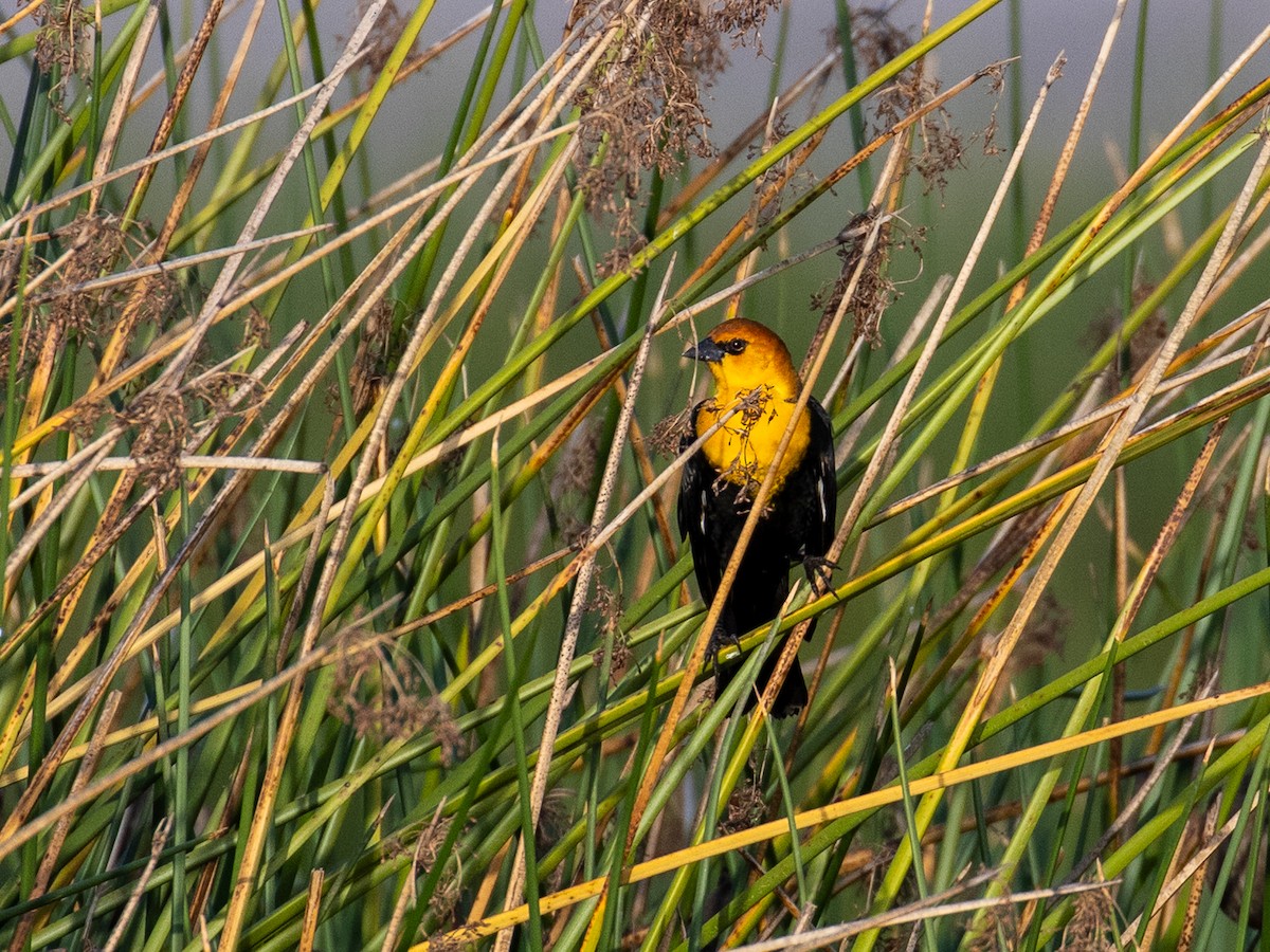 Yellow-headed Blackbird - ML646208333