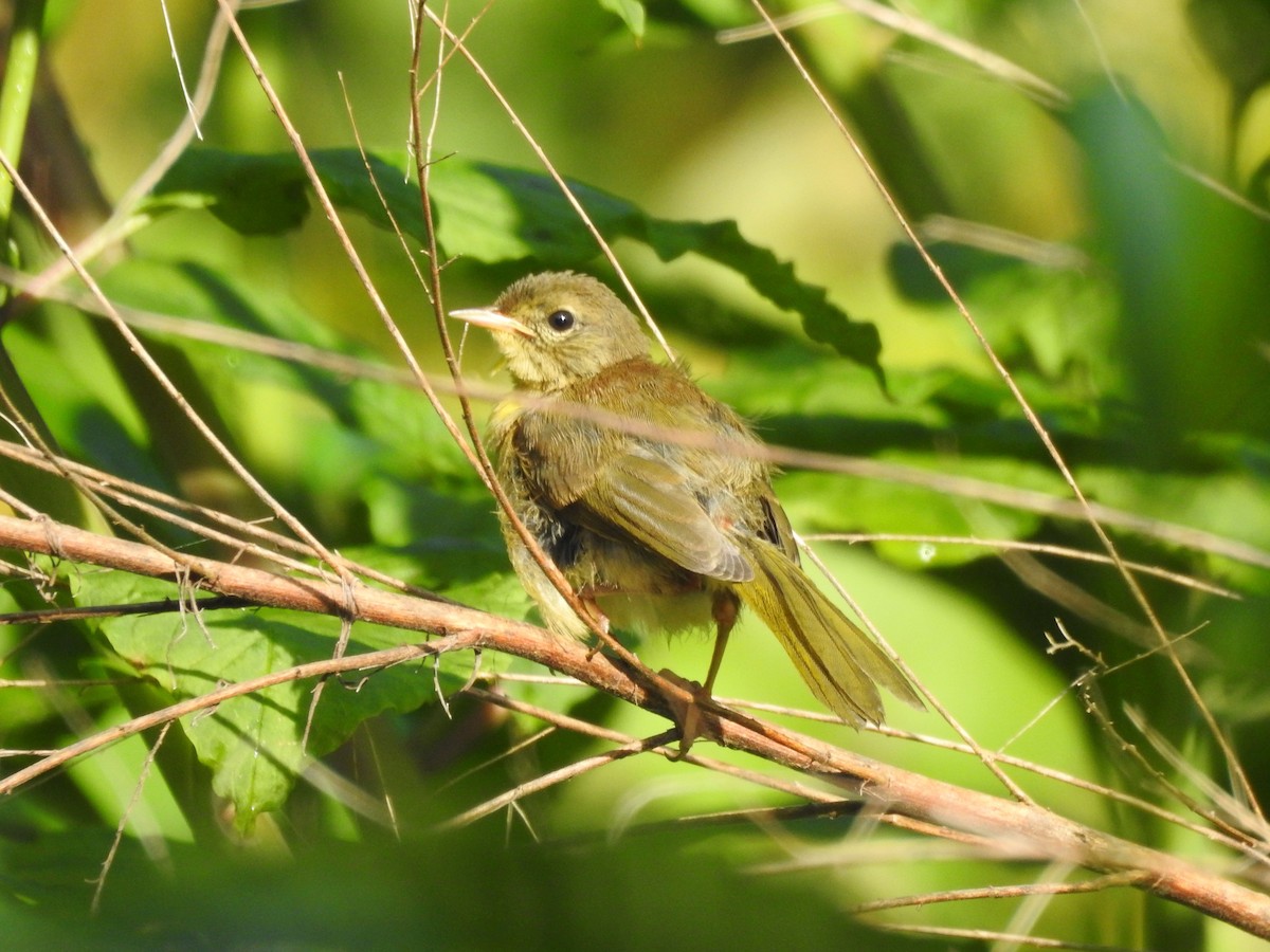 Common Yellowthroat - ML646208335