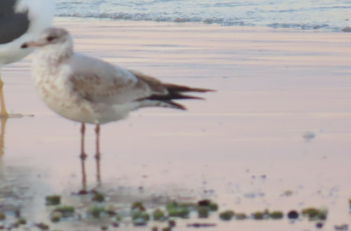 Ring-billed Gull - ML646208336