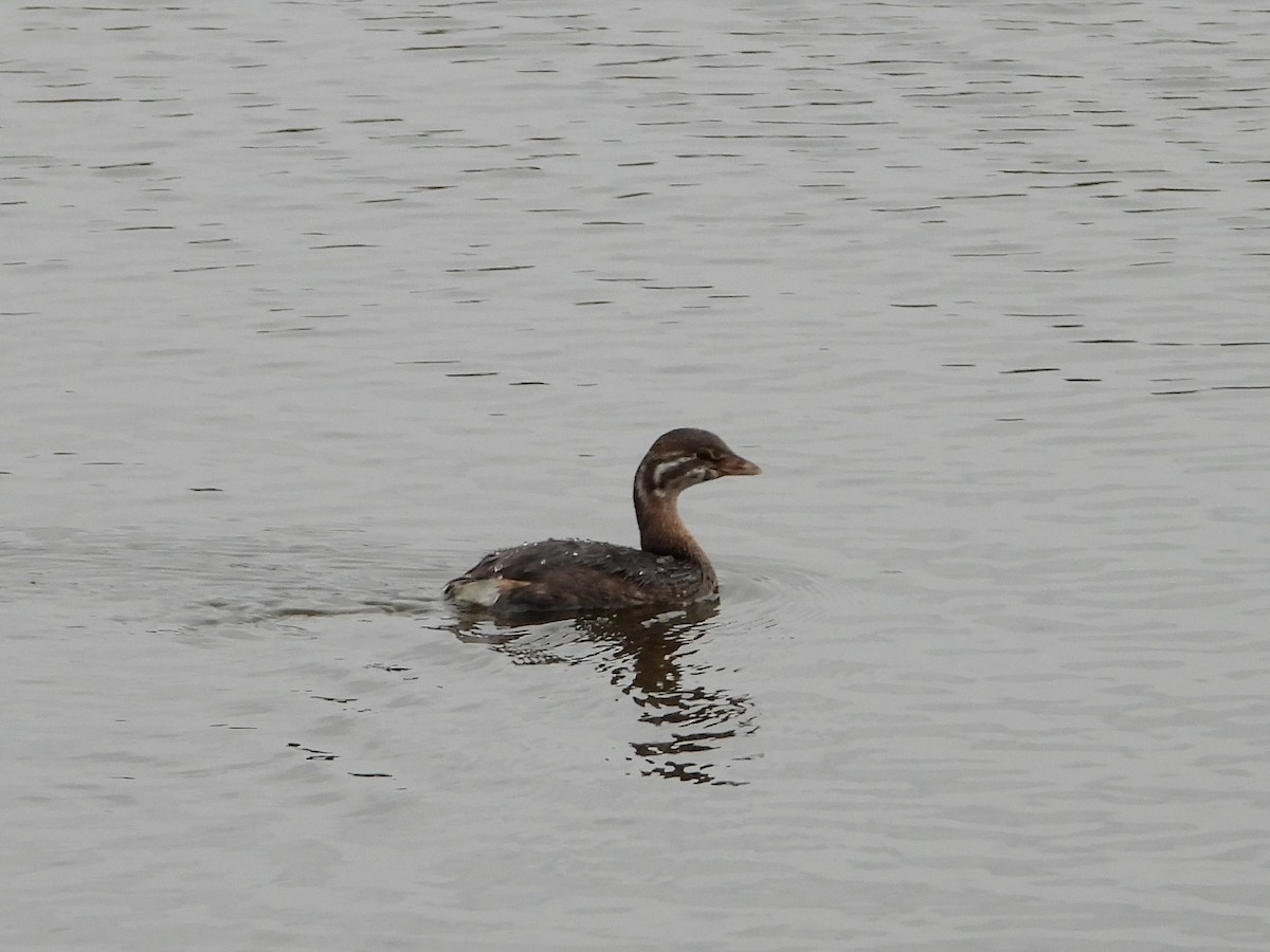Pied-billed Grebe - ML646208342