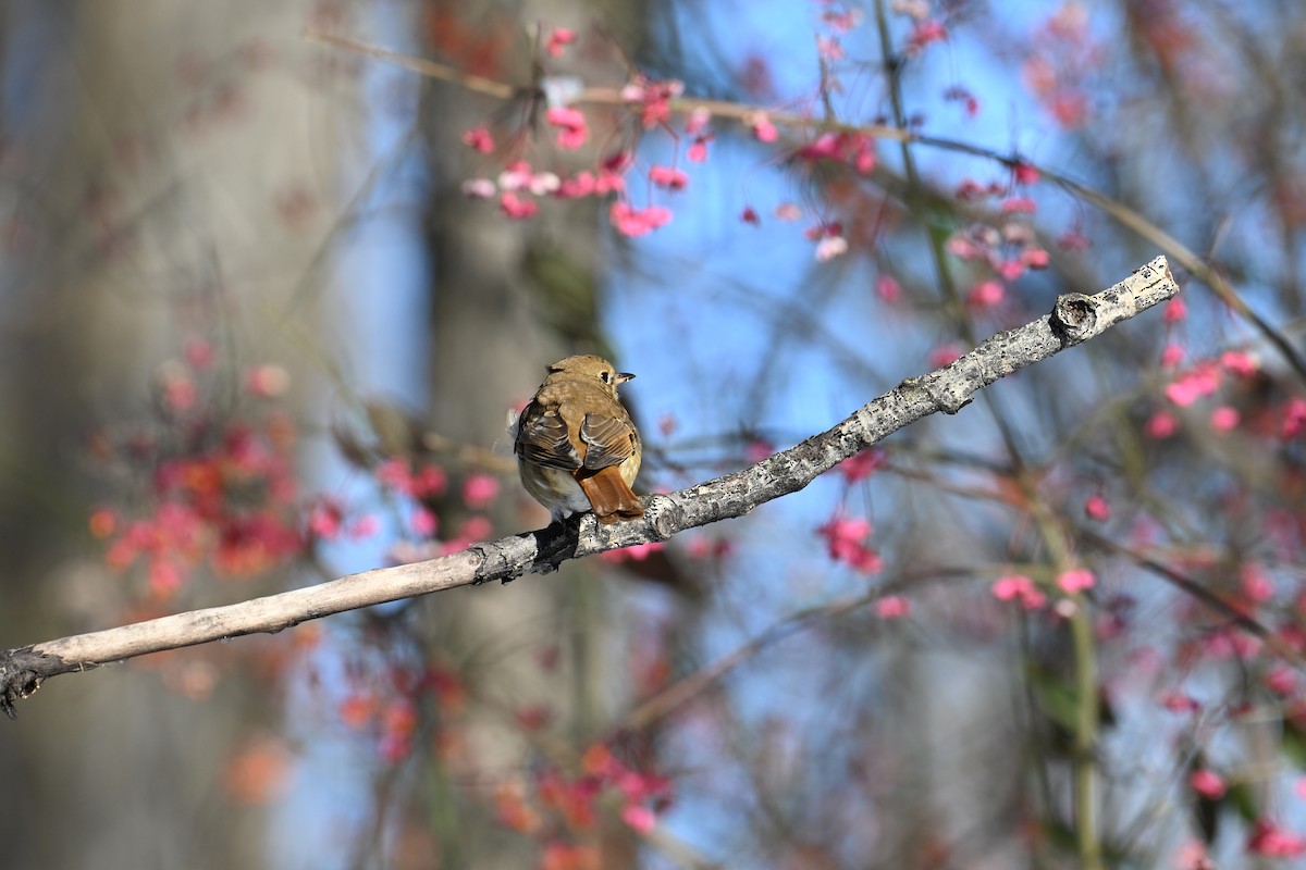 Дрізд-короткодзьоб плямистоволий - ML646208343