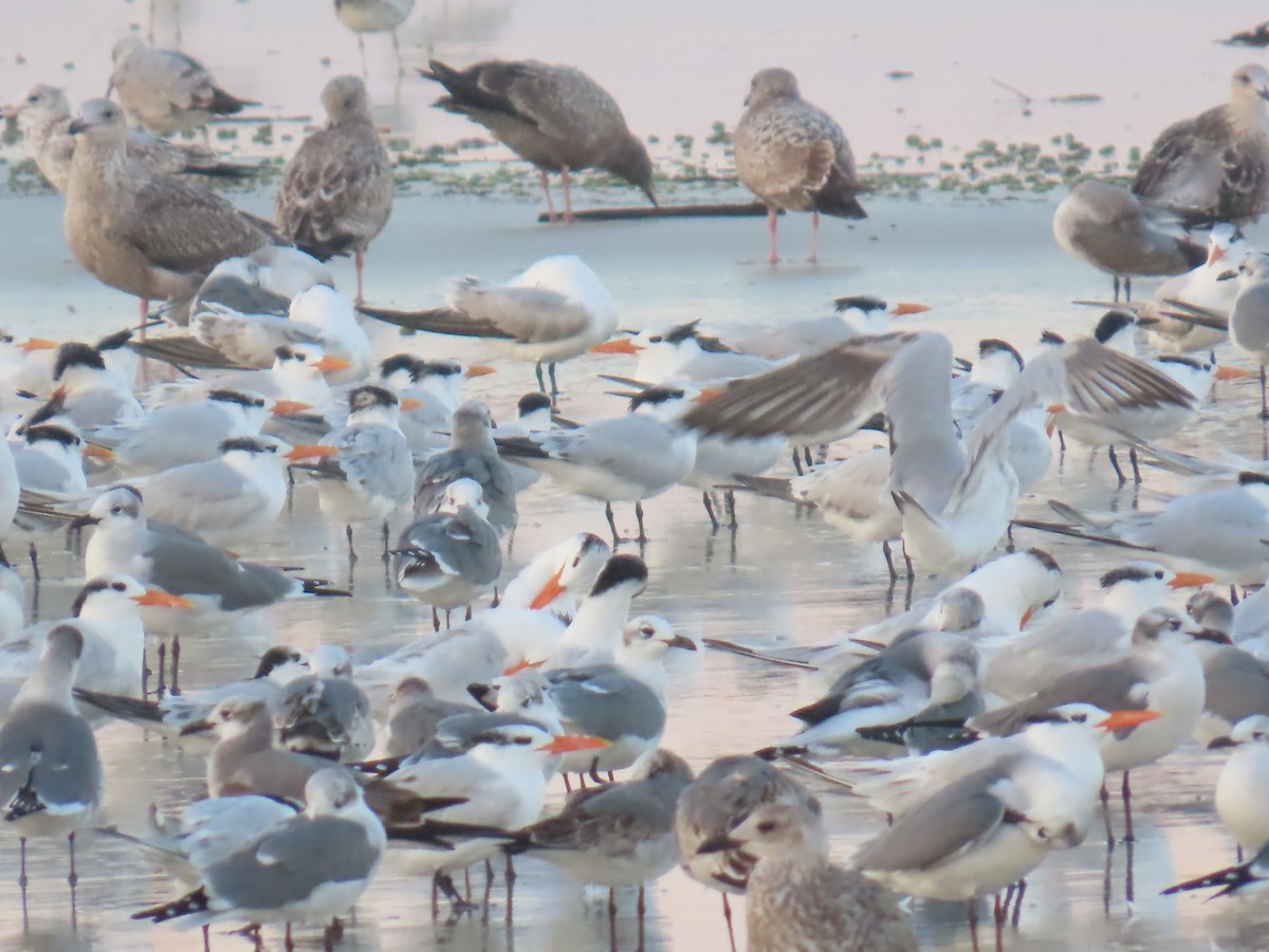 Royal Tern - ML646208344