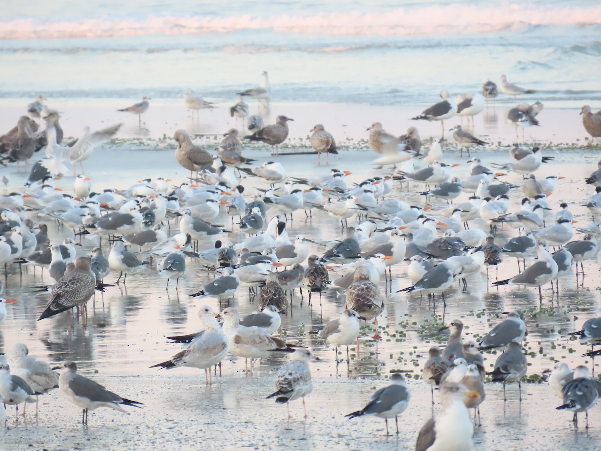 Royal Tern - ML646208345