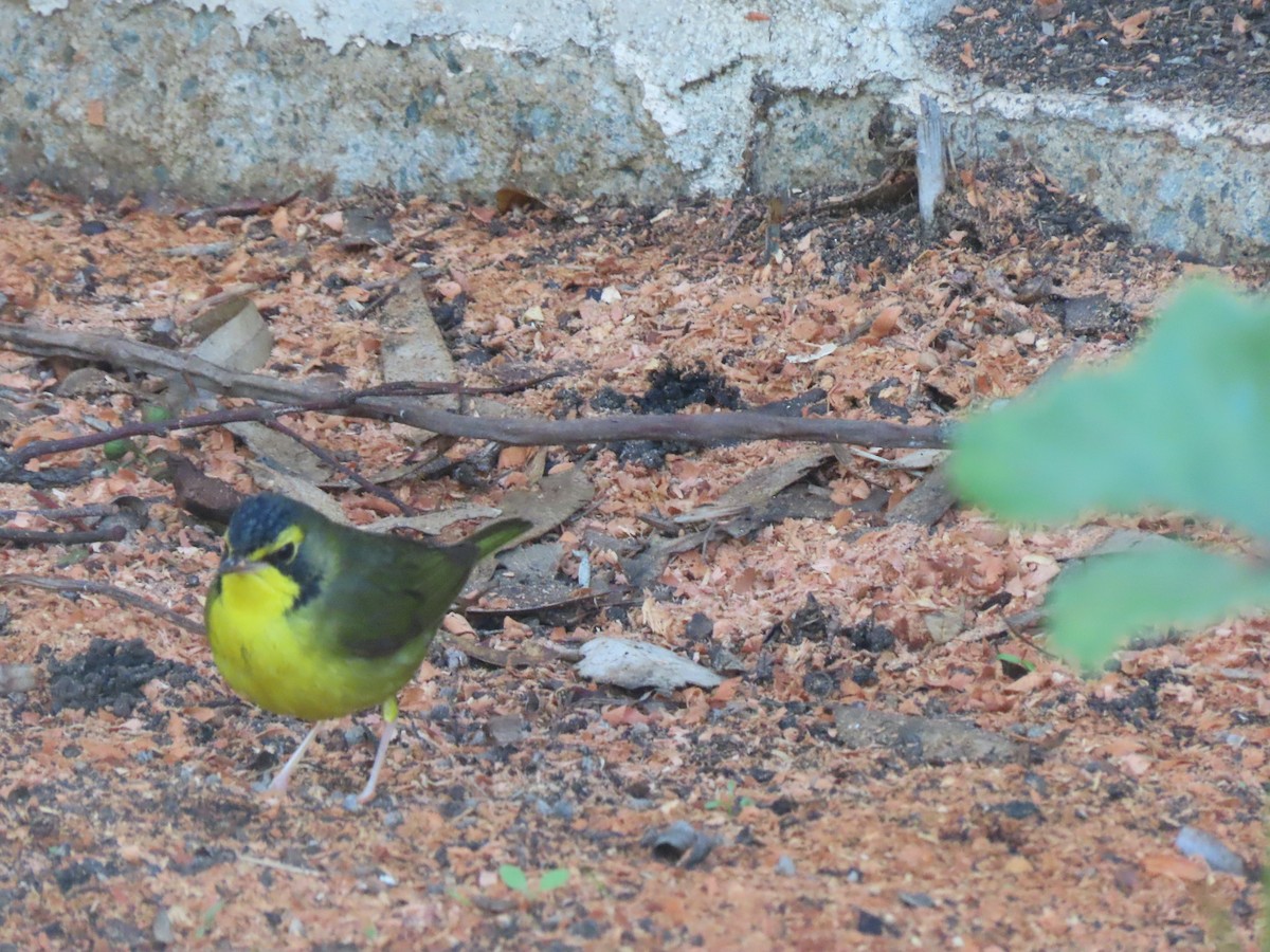 kentuckyparula - ML646208347