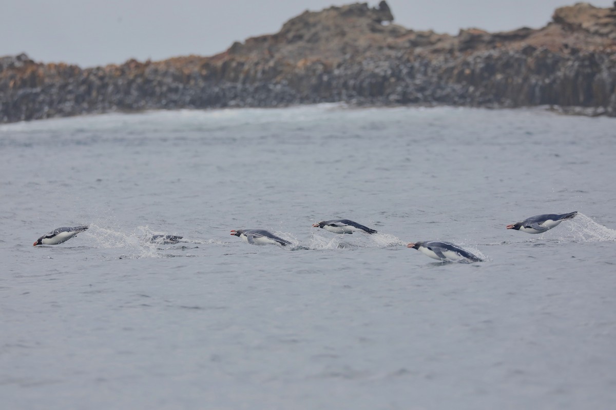 Snares Penguin - ML646208348