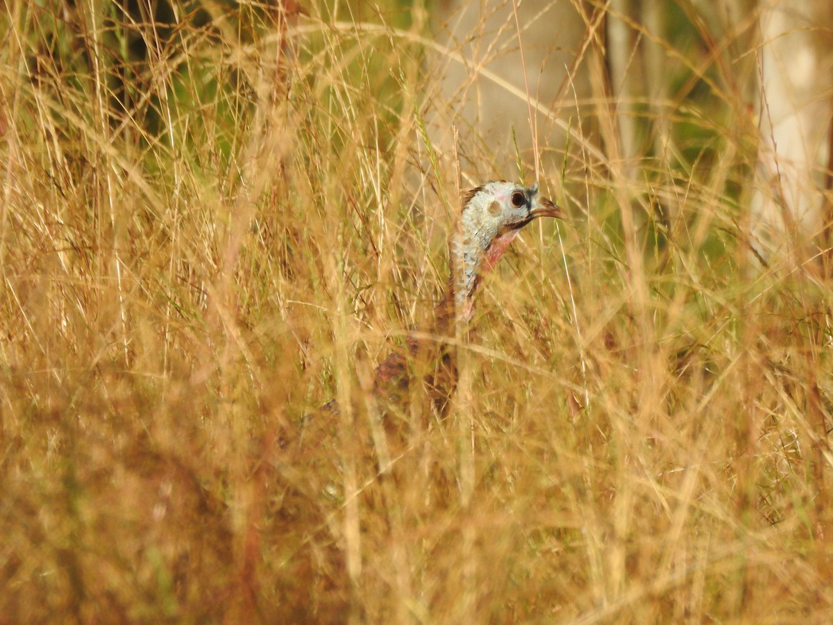 Індик великий - ML646208349