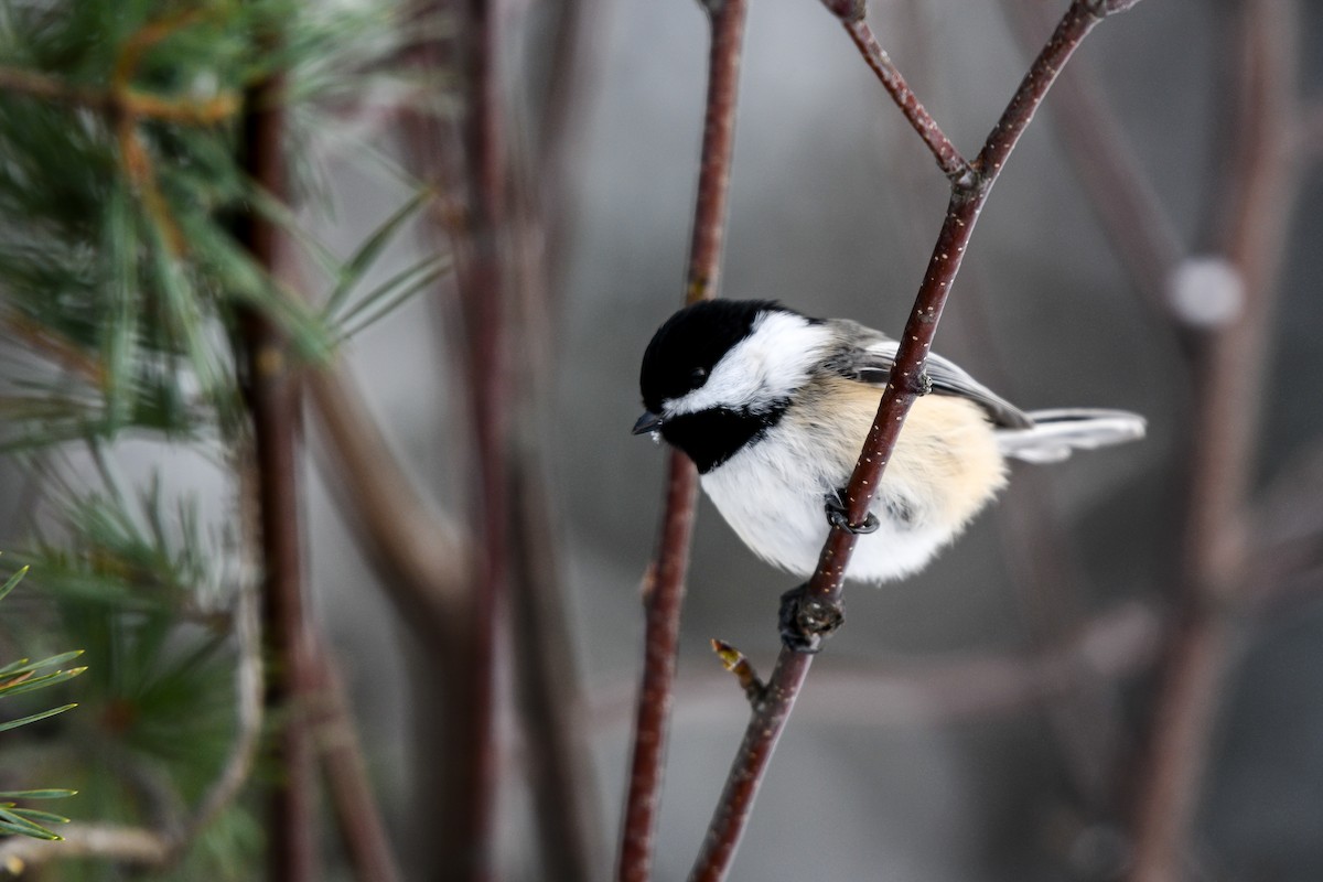 Black-capped Chickadee - ML646208353