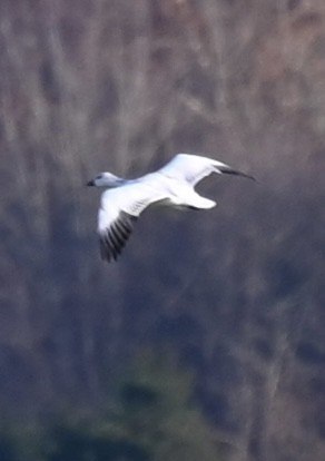 Snow Goose - ML646208355