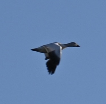 Snow Goose - ML646208356