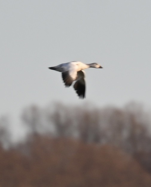 Snow Goose - ML646208358