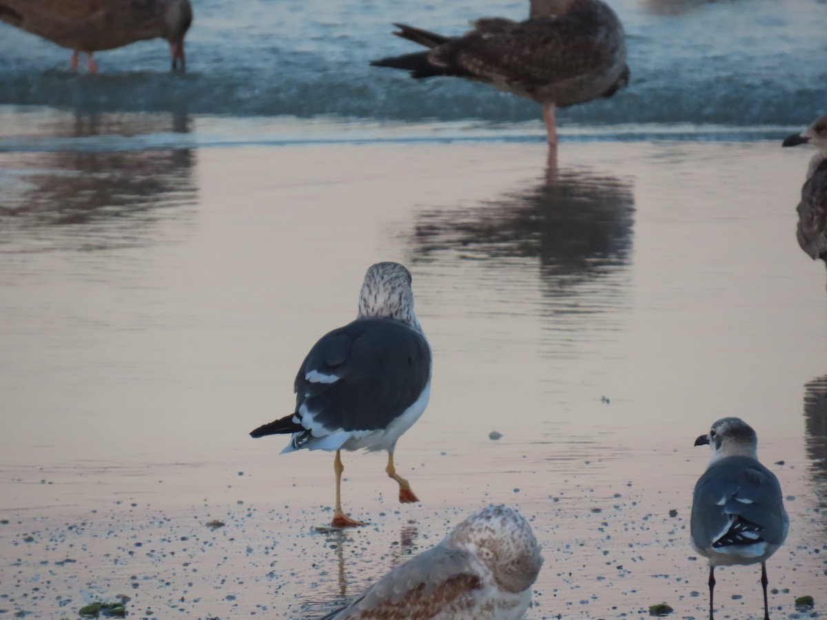 Kaio iluna - ML646208361