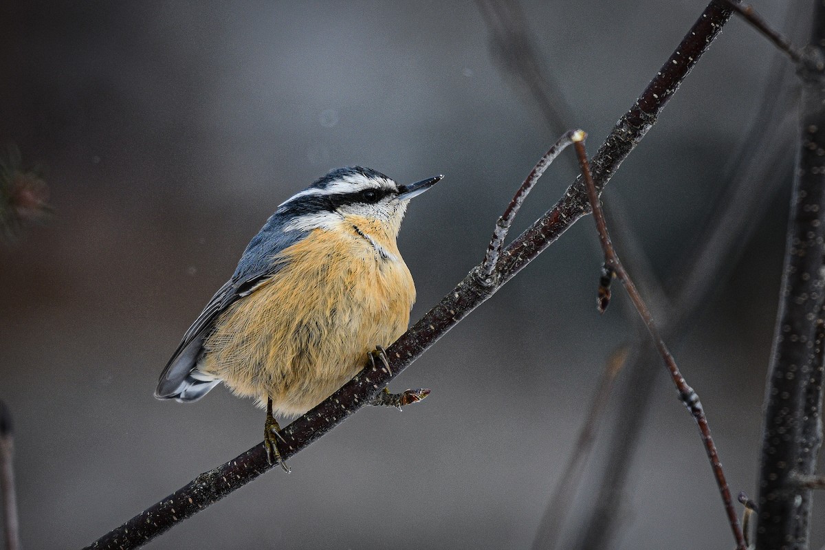 Red-breasted Nuthatch - ML646208363