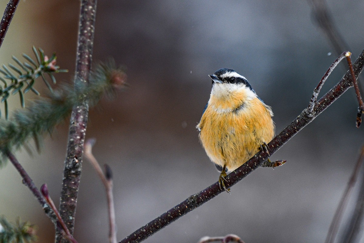 Red-breasted Nuthatch - ML646208364