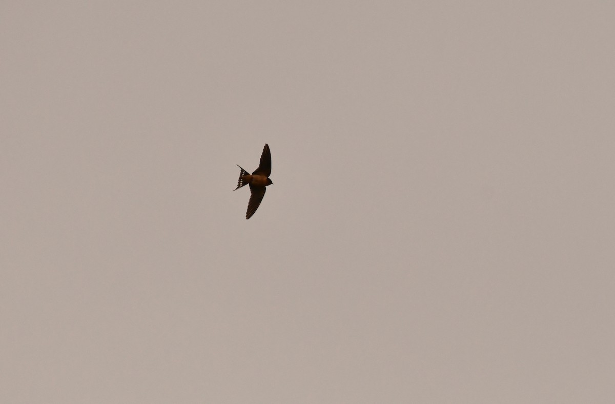 vlaštovka obecná - ML646208384