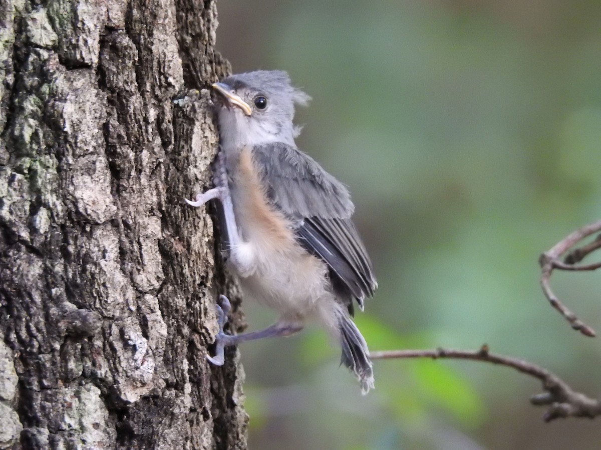 Синиця гострочуба - ML646208385