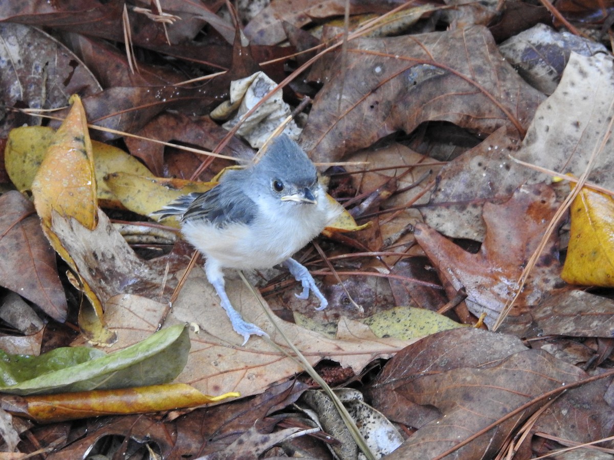 Синиця гострочуба - ML646208388