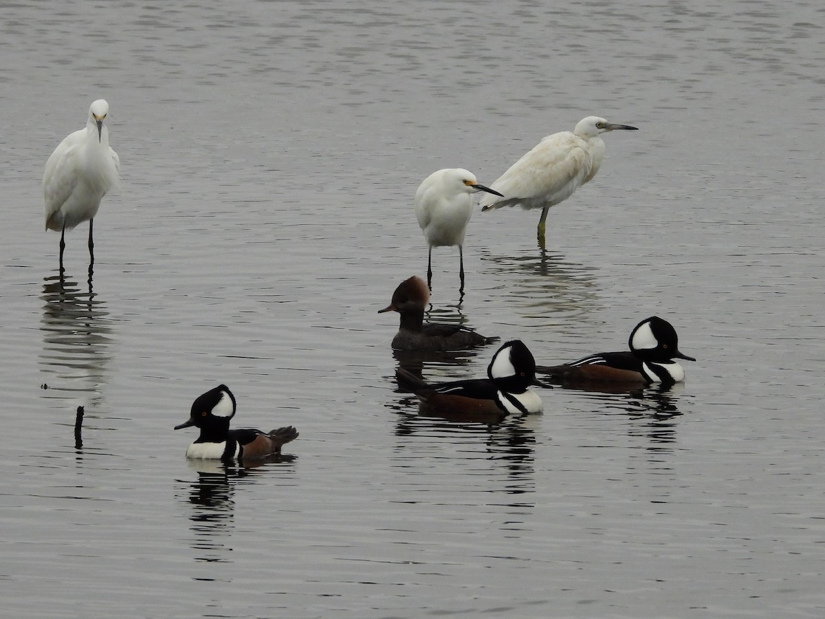 Hooded Merganser - ML646208395