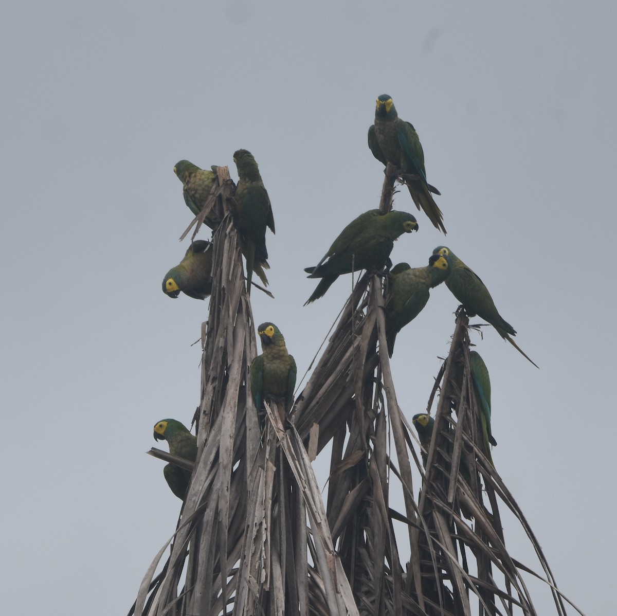 Red-bellied Macaw - ML646208401