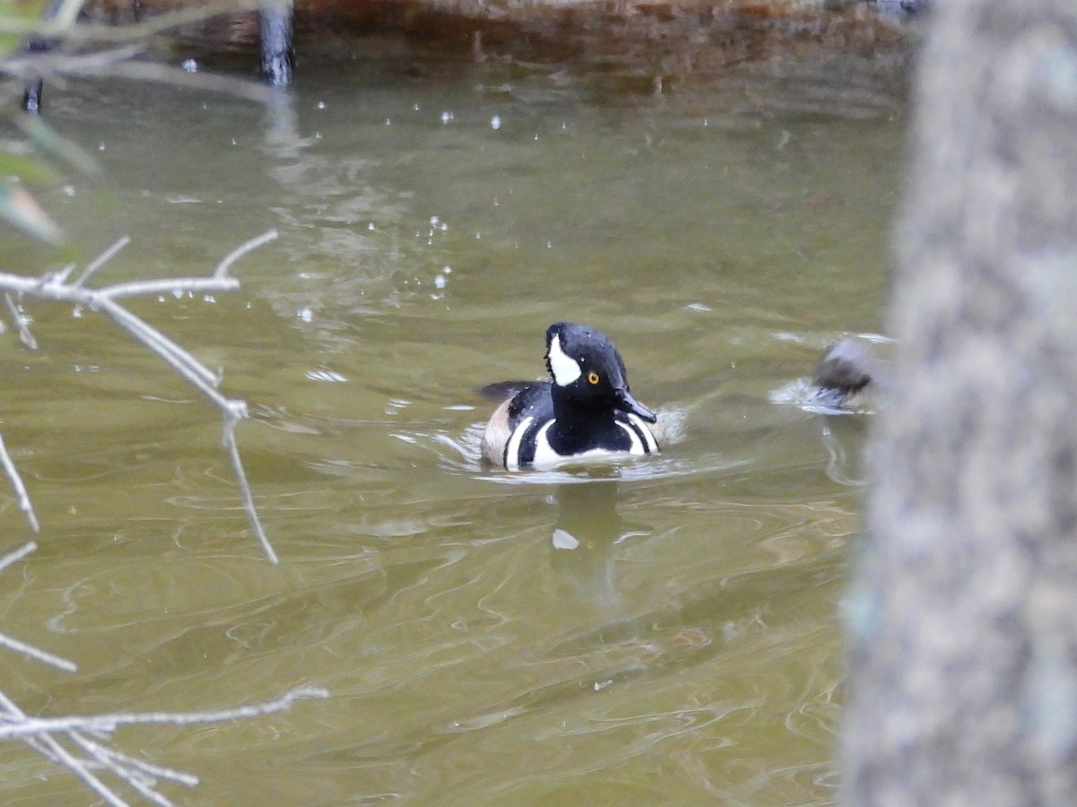 Hooded Merganser - ML646208406