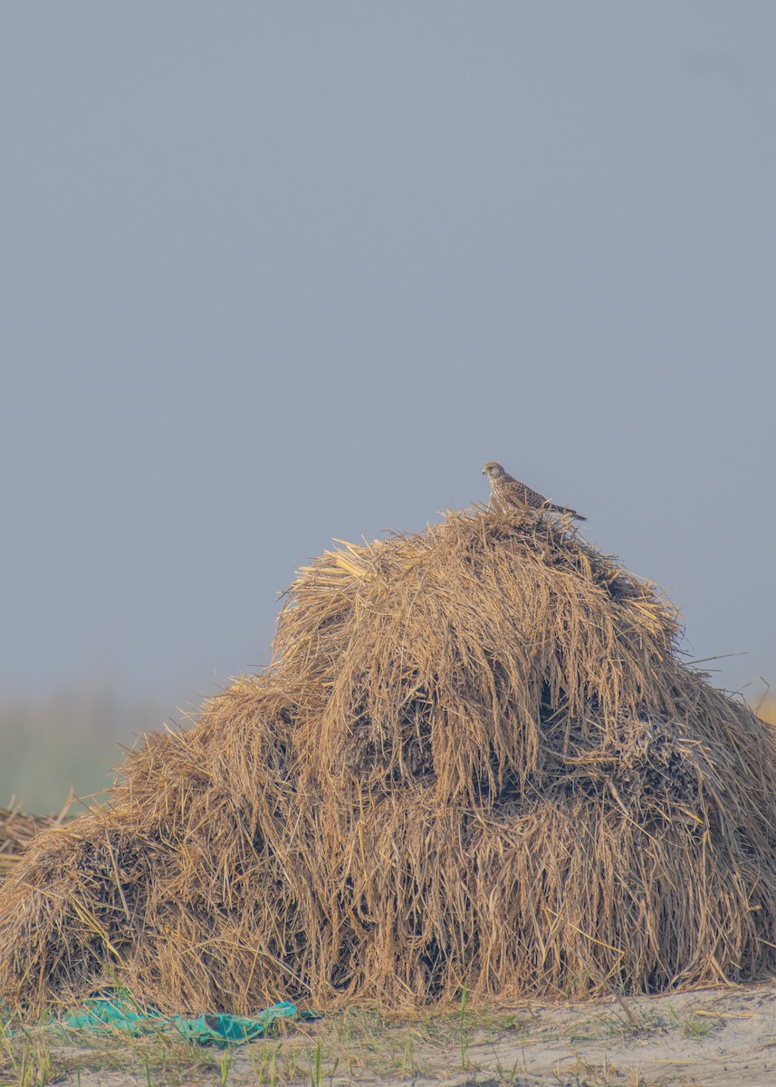 Eurasian Kestrel - ML646208410