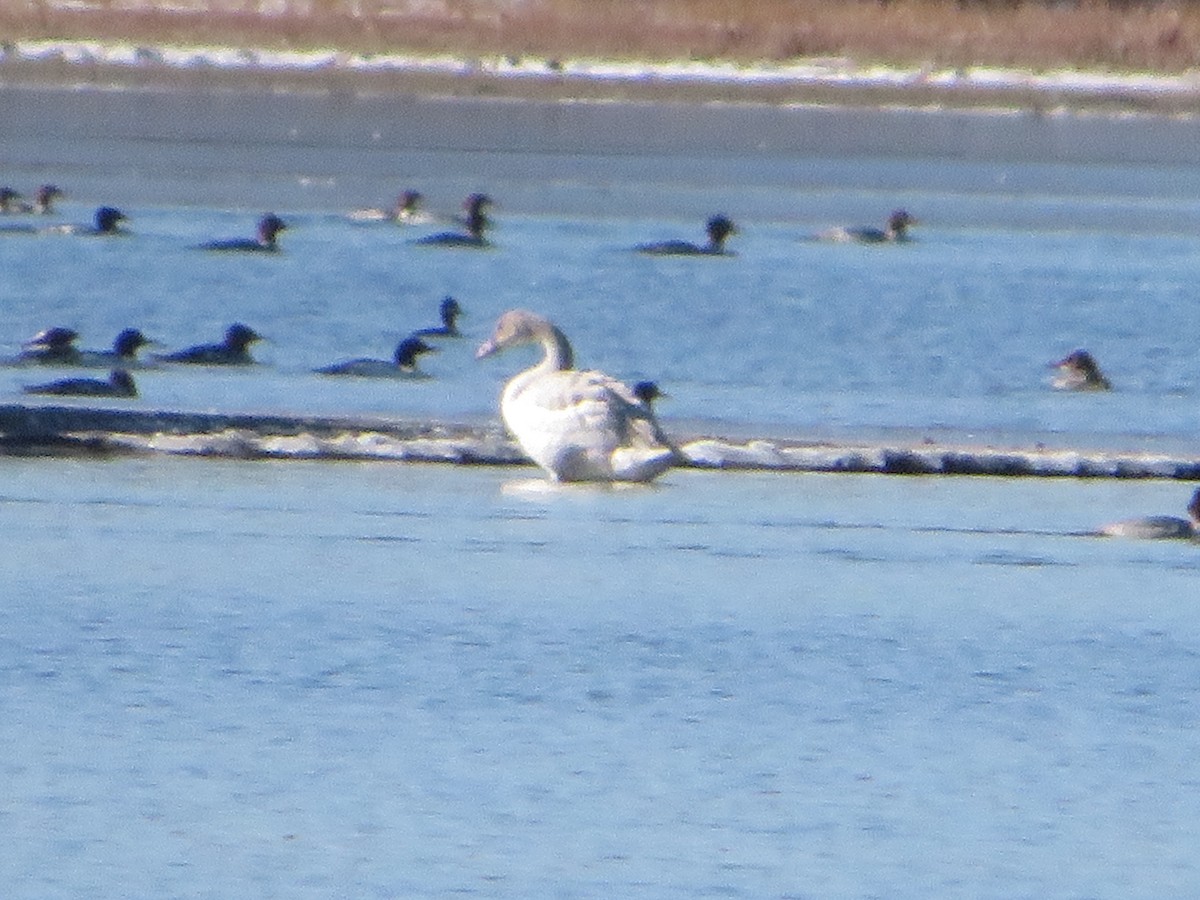 Tundra Swan - ML646208413