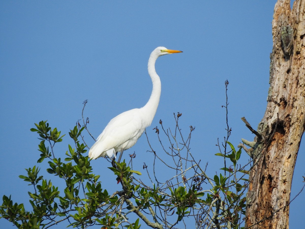 Чапля велика - ML646208419