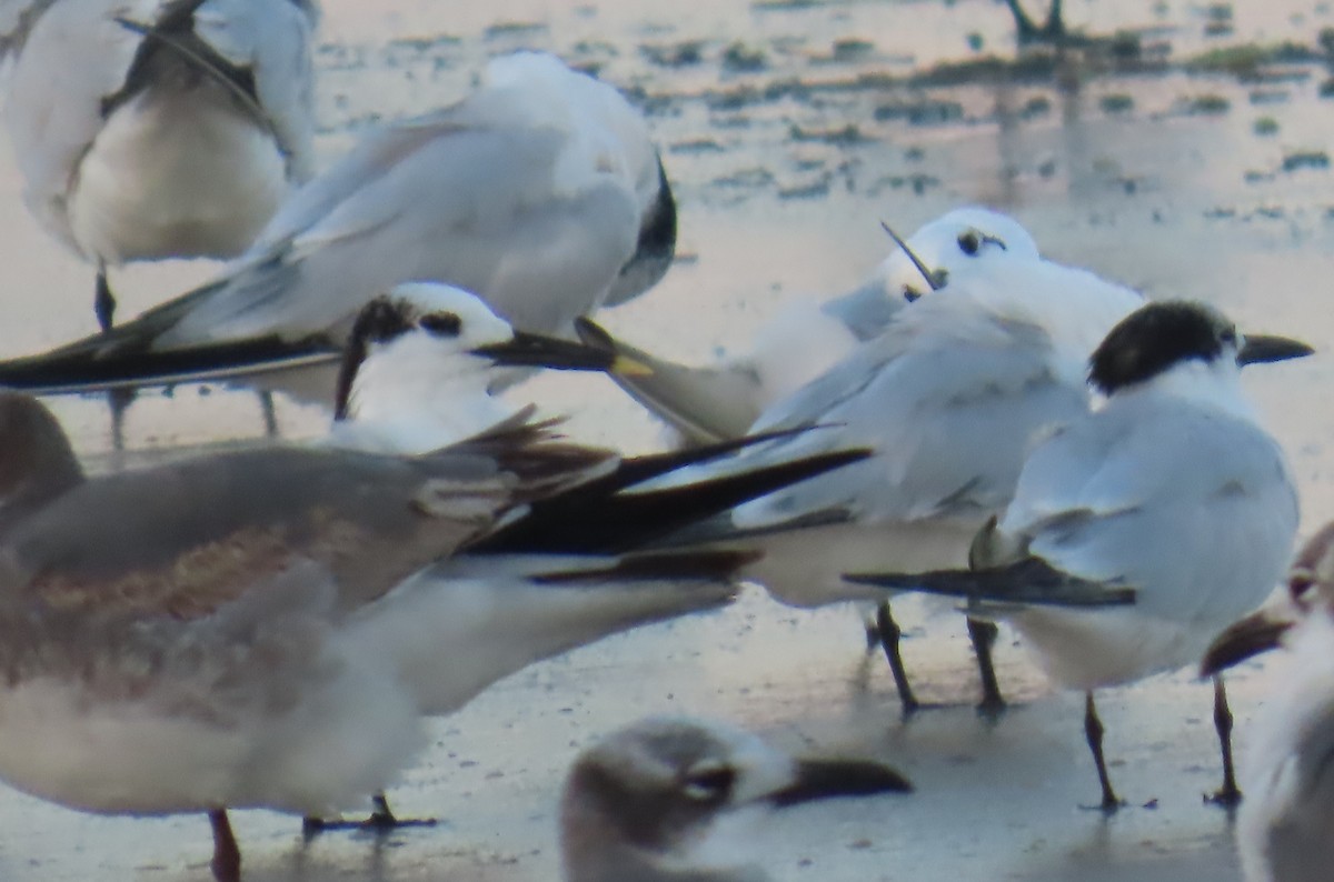 Sandwich Tern - ML646208420