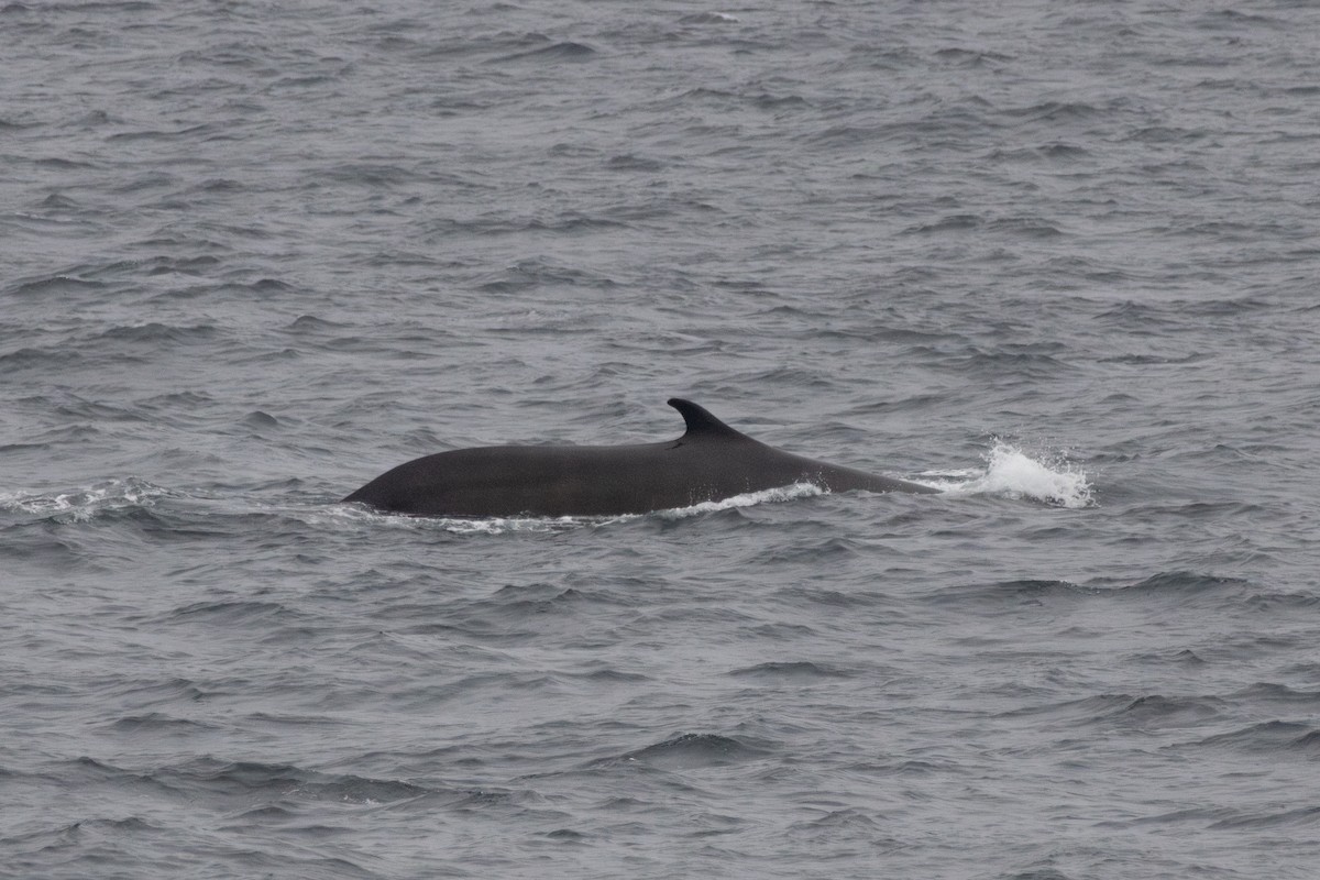 Northern Fin Whale - ML646208421