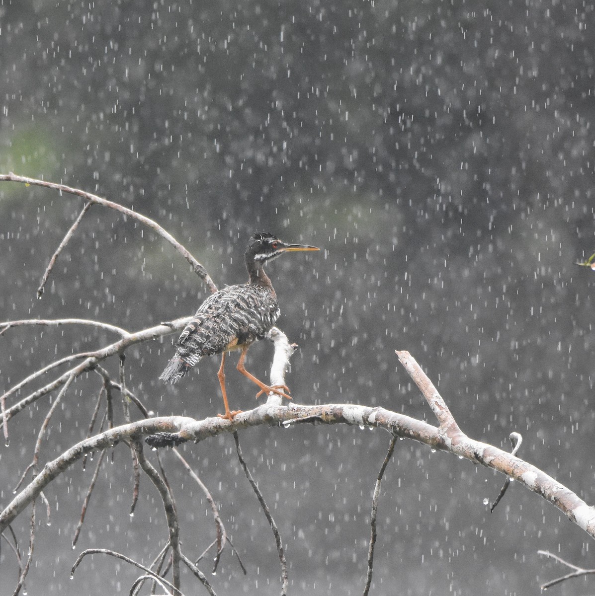 Sunbittern - ML646208423