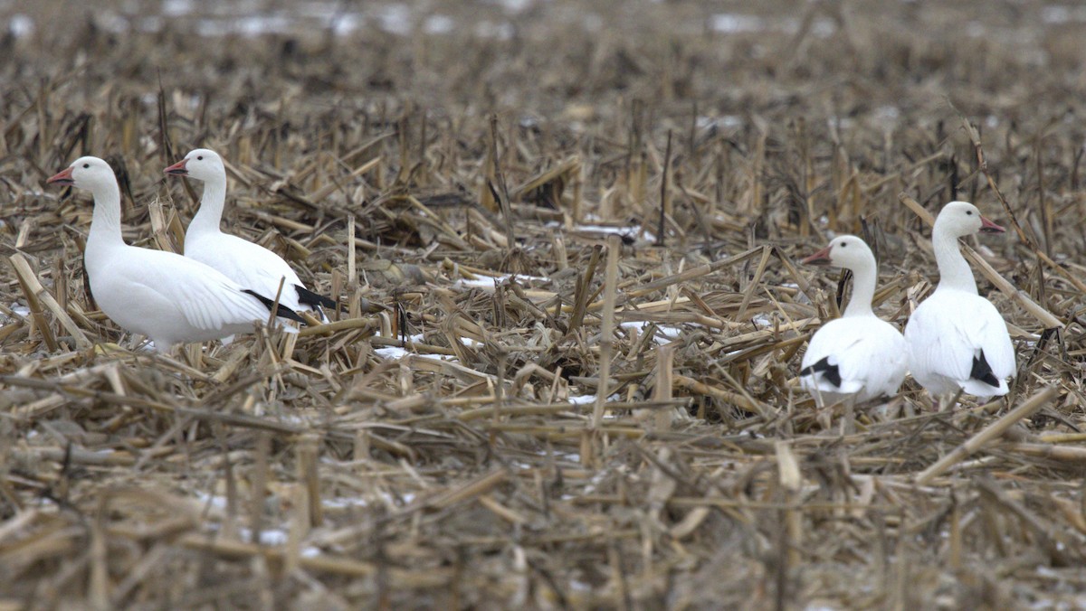 Snow Goose - ML646208425